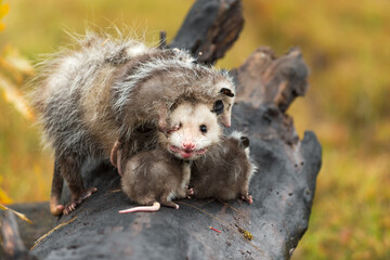 Virginia Opossum Adult (Didelphis virginiana) Looks Out Joey Paw in Eye Autumn - 493315464