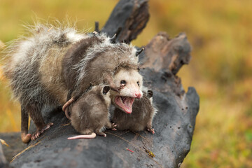 Virginia Opossum Adult (Didelphis virginiana) Reacts to Joeys Climbing All Over Autumn