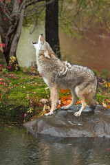 Coyote (Canis latrans) Standing on Rock Raises Head to Howl Autumn