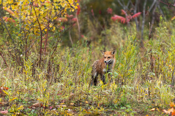 Wet Red Fox (Vulpes vulpes) Stands in Weeds Autumn