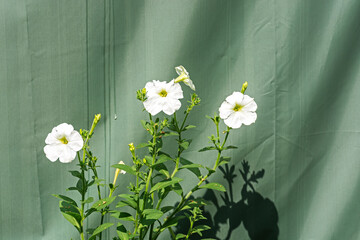 Ornamental plants, white petunia flowers on a green canvas background on a bright sunny day.