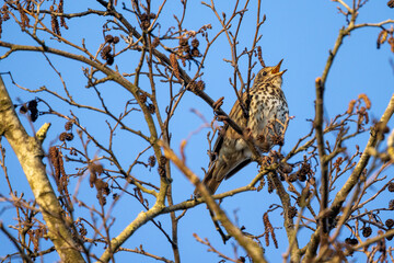 Mistle thrush, Turdus viscivorus, single bird by water, Rijkevorsel, Belgium, March 2022. High quality photo