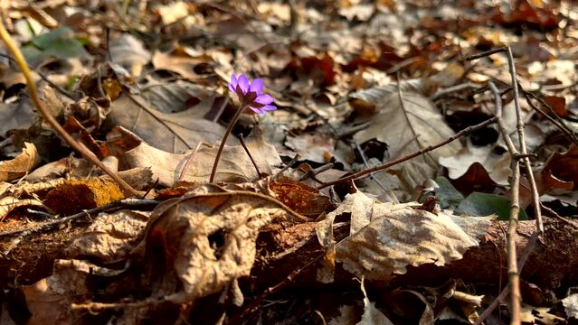 Spring blue hepatica flowers growing in forest.
