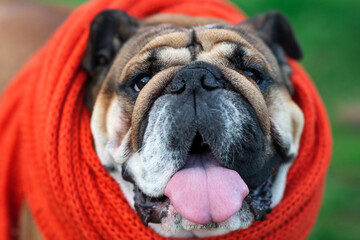 Portrait of Red English British Bulldog in orange harness and scarf  out for a walk in sunny day	