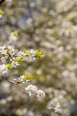 Fototapeta premium Apple trees flowers. the seed-bearing part of a plant.Spring flower natural landscape with white flowers of an apple tree on the background of the blue sky close-up. Soft focus