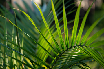 Closeup of Green Majesty Palm Branch