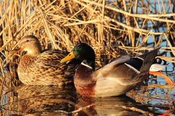 Male and female mallard or wild duck (Anas platyrhynchos) afloat in dry reeds