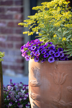 Terracotta Pot with Yellow and Purple Flowers