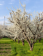 Plum fruit trees flowering in the spring