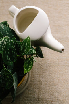 Neti Pot & Plant