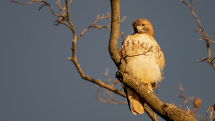 Perched Red Shouldered Hawk