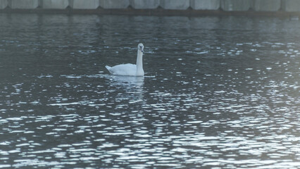 The lonely beautiful white swan is swimming in winter river. Wintering swan in the city river. Ornitology concepts.