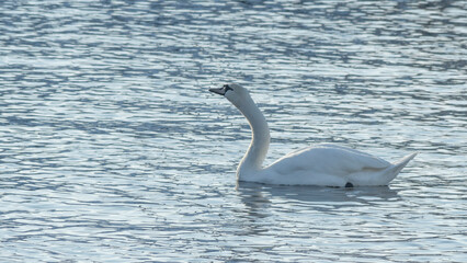 The lonely beautiful white swan is swimming in winter river. Wintering swan in the city river. Ornitology concepts.