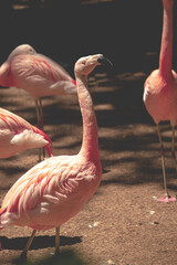 flamingo in the zoo