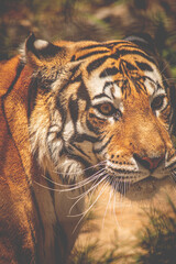 portrait of a tiger