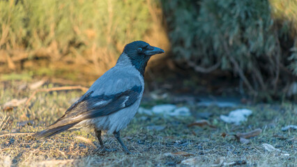 Crow on the lawn in a city park. A hooded crow foraging in a park in the town at spring. Ornitology concepts.