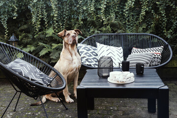 modern lounge area in the garden with a dog