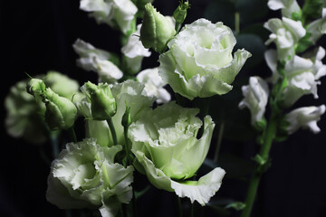 Obraz na płótnie Canvas white lisianthus flowers on black background