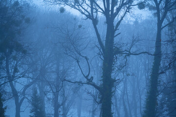 Landscape of cold foggy forest. Horizontal image.