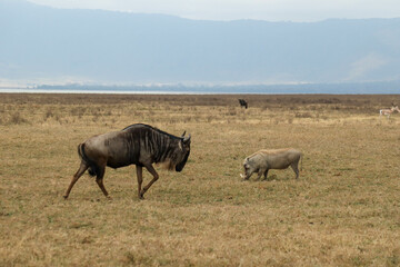 A wildebeest an a warthog 
