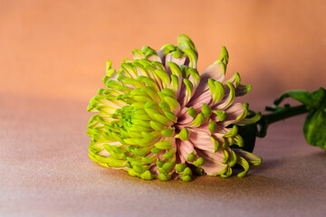 Pink green flower on a pink background