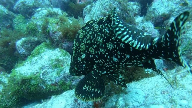 Marbled grouper fish in Fernando de Noronha archipelago. Marine life, scuba diving. Brazil