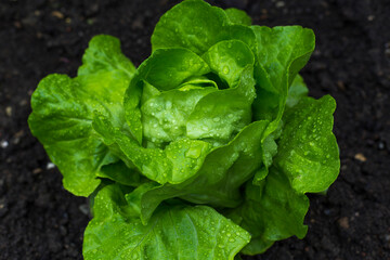 Erntefrischer knackiger Salatkopf im saftigen Grün, unterschrichen wird das Ganze durch die Wassertropfen auf den Blättern.