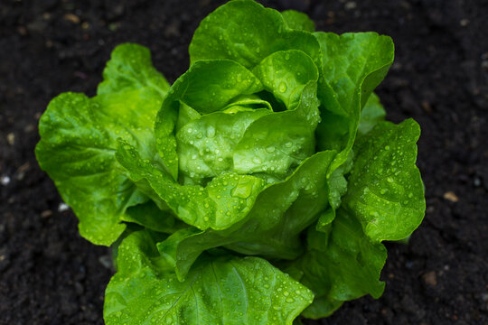 Erntefrischer knackiger Salatkopf im saftigen Gr&uuml;n, unterschrichen wird das Ganze durch die Wassertropfen auf den Bl&auml;ttern.