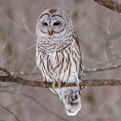 Close up of a Barred Owl (Strix varia) during winter looking for prey. Selective focus, background blur and foreground blur 
