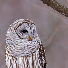 Extreme close up portrait of a perched Barred Owl (Strix varia) with a bloody beak searching for prey during winter. Selective focus, background blur and foreground blur 
