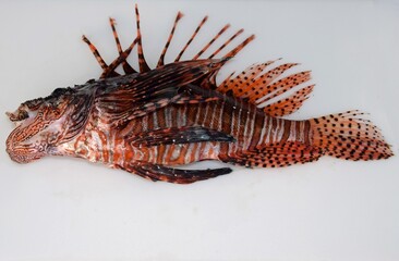 Dead invasive lionfish laying with gaping mouth on a white cutting board