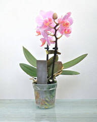 A pale pink little orchid plant in a pot.