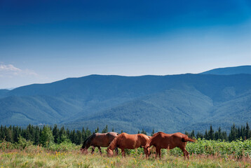 Fototapeta na wymiar Wild horses graze in meadow with blue sky on background. Background of forest peaks