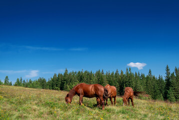 Wild horses graze in meadow with blue sky on background. Background of forest peaks