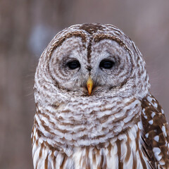 Extreme close up portrait of a perched Barred Owl (Strix varia) with a bloody beak searching for prey during winter. Selective focus, background blur and foreground blur 
