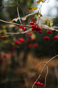 Bunch of bright red berries hanging on a tree branch