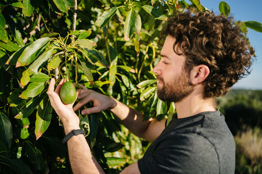 Concentrate male farmer harvesting avocado in garden