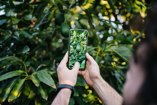 Crop man photographing avocado tree on smartphone