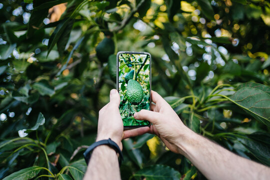 Crop man photographing avocado tree on smartphone