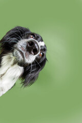 Portrait curious and hide puppy dog tilting head side. Isolated on green background