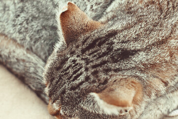 Gato detalle Vista aéria 
