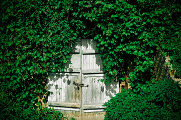 Old vintage big blue wooden door or gate in the wall covered with dark green ivy, climbing plant in park, nature concept