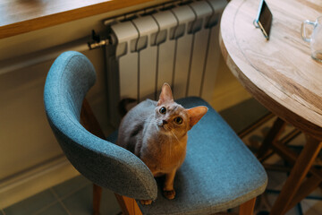 A cat on a chair.