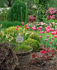 Tulipany w wiosennym ogrodzie pełnym koloru i zieleni - obrazy, fototapety, plakaty