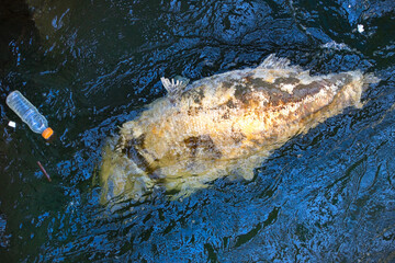 A large dead fish in the water next to a plastic bottle