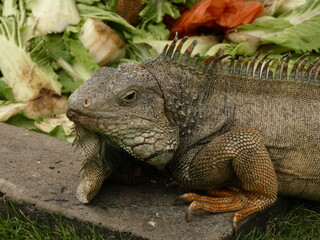 Green iguana (Iguana iguana) during feeding time in Seminario Park (Parque de las Iguanas), Guayaquil, Ecuador
