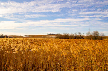 Golden grass and fields of spring nature