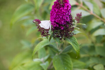 White butterfly sitting on purple flowers