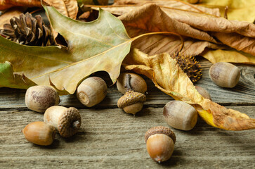 Autumn still life with fall foliage, chestnuts, acorns, background stock photo 