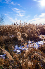 Fototapeta premium Grass with ears of reeds on a blue sky background